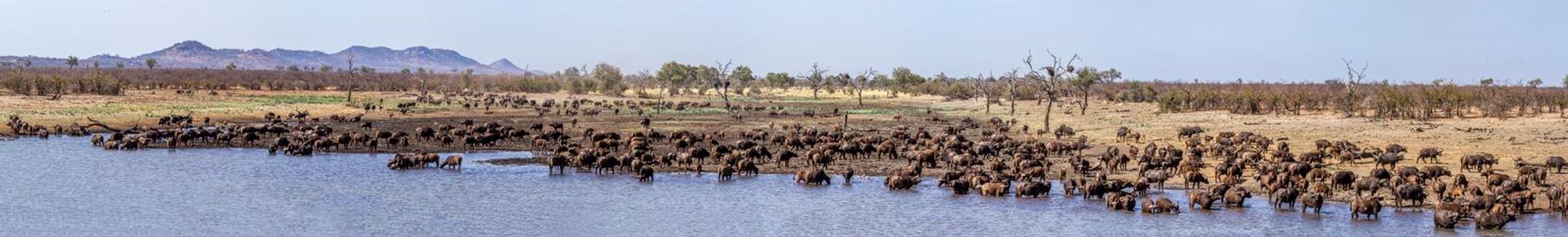 African buffalo in Kruger National park, South Africa ; Specie Syncerus caffer family of Bovidae