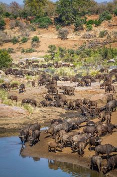 African buffalo in Kruger National park, South Africa ; Specie Syncerus caffer family of Bovidae