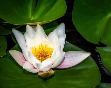 White water Lily with green leaves in a small lake, nymphaea flower close-up photo