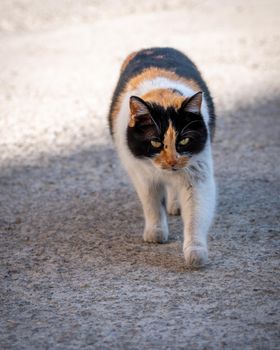 Charming female stray cat, close-up photo of three colors car