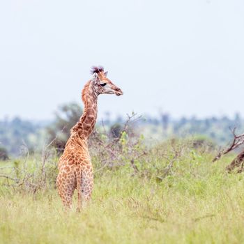 Young Giraffe in green savannah in Kruger National park, South Africa ; Specie Giraffa camelopardalis family of Giraffidae