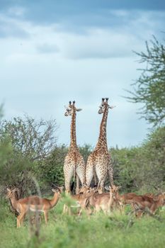 Giraffe couple and impala in Kruger National park, South Africa ; Specie Giraffa camelopardalis family of Giraffidae