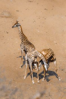 Giraffe in Kruger National park, South Africa ; Specie Giraffa camelopardalis family of Giraffidae