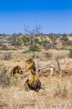 African lion in Kruger National park, South Africa ; Specie Panthera leo family of Felidae