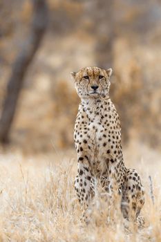 Cheetah in Kruger National park, South Africa ; Specie Acinonyx jubatus family of Felidae