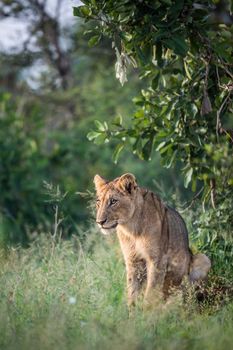 African lion in Kruger National park, South Africa ; Specie Panthera leo family of Felidae