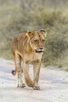 African lioness walking on dirt road in Kruger National park, South Africa ; Specie Panthera leo family of Felidae
