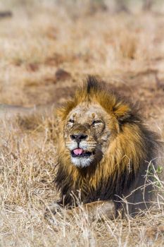 African lion in Kruger National park, South Africa ; Specie Panthera leo family of Felidae