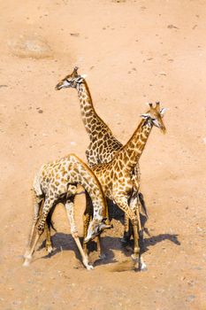 Giraffe in Kruger National park, South Africa ; Specie Giraffa camelopardalis family of Giraffidae