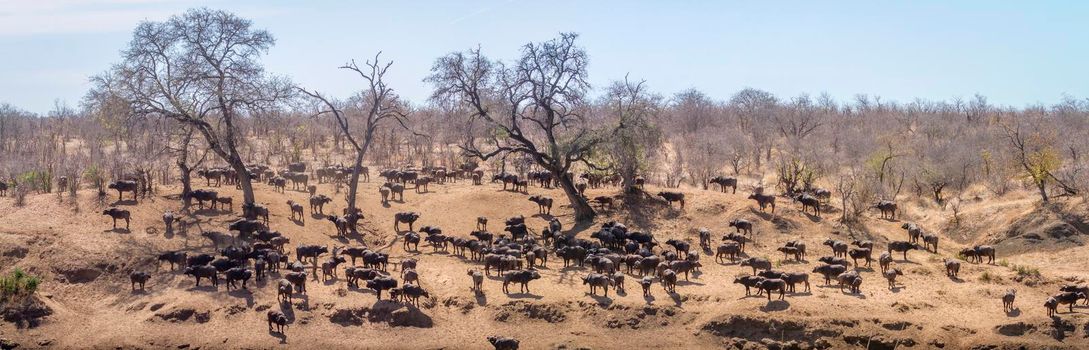 African buffalo in Kruger National park, South Africa ; Specie Syncerus caffer family of Bovidae