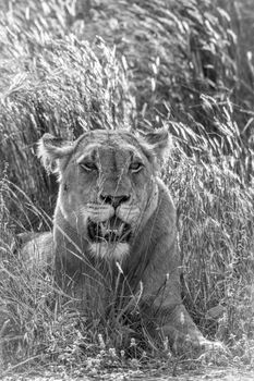 African lioness portrait in backlit grass in Kruger National park, South Africa ; Specie Panthera leo family of Felidae