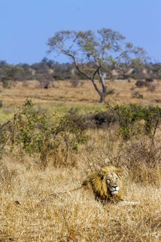 African lion in Kruger National park, South Africa ; Specie Panthera leo family of Felidae