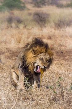 African lion in Kruger National park, South Africa ; Specie Panthera leo family of Felidae