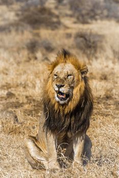 African lion in Kruger National park, South Africa ; Specie Panthera leo family of Felidae