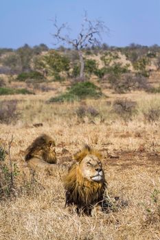 African lion in Kruger National park, South Africa ; Specie Panthera leo family of Felidae