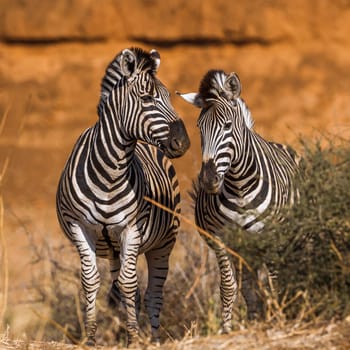 Plains zebra in Kruger National park, South Africa ; Specie Equus quagga burchellii family of Equidae