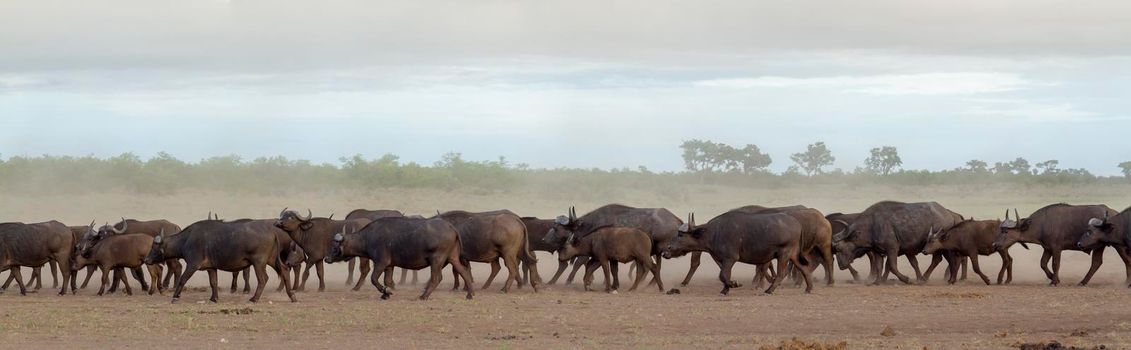 African buffalo in Kruger National park, South Africa ; Specie Syncerus caffer family of Bovidae