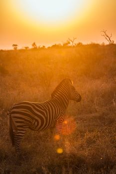 Plains zebra in Kruger National park, South Africa ; Specie Equus quagga burchellii family of Equidae