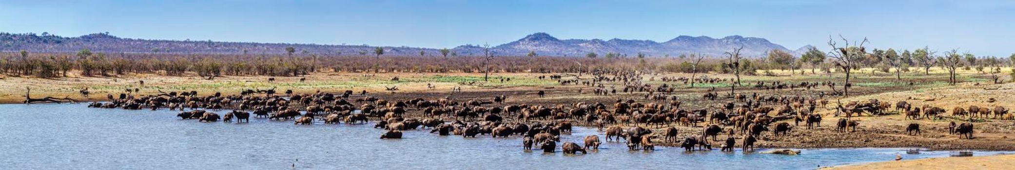 African buffalo in Kruger National park, South Africa ; Specie Syncerus caffer family of Bovidae