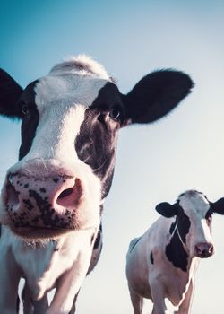 low angled shoot of black and white cows