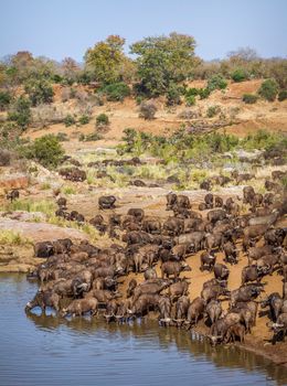 African buffalo in Kruger National park, South Africa ; Specie Syncerus caffer family of Bovidae