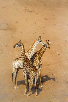 Giraffe in Kruger National park, South Africa ; Specie Giraffa camelopardalis family of Giraffidae