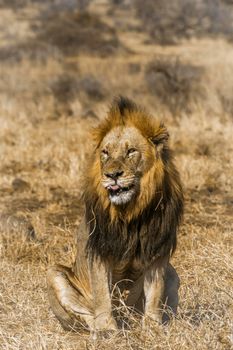 African lion in Kruger National park, South Africa ; Specie Panthera leo family of Felidae