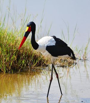 Senegal wildlife  Pictures