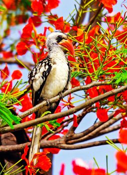 Senegal wildlife  Pictures