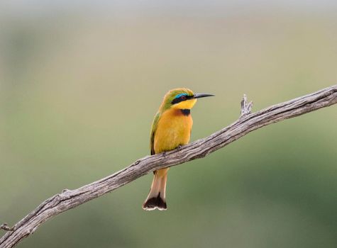 Senegal wildlife  Pictures