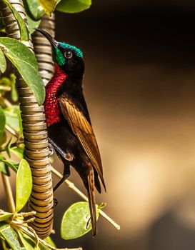 Senegal wildlife  Pictures