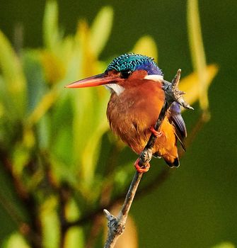 Senegal wildlife  Pictures