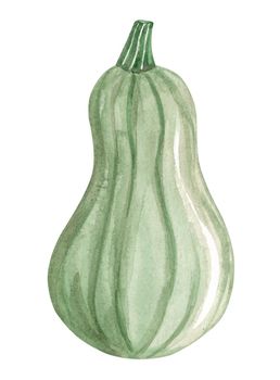 Watercolor green pumpkin isolated on white background. Hand drawn squash illustration