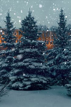 fluffy white snow swirls beautifully over even fir trees near the Kremlin wall in the Alexander Garden in Moscow