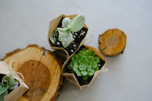 Houseplant store. A large set of indoor small plants. Flower shop. Succulents in an eco paper bag. Eco friendly reusable eco bag and succulents.