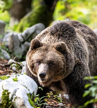 Slovenia wildlife  Pictures Best wildlife tours in the world