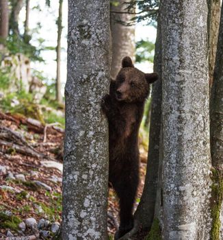 Slovenia wildlife  Pictures Best wildlife tours in the world