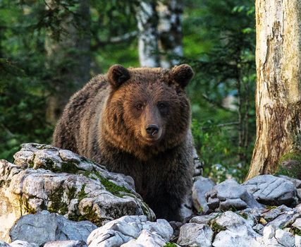 Slovenia wildlife  Pictures Best wildlife tours in the world