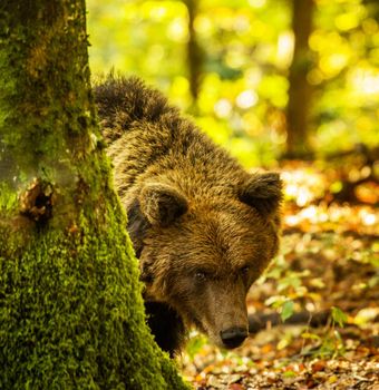 Slovenia wildlife  Pictures Best wildlife tours in the world