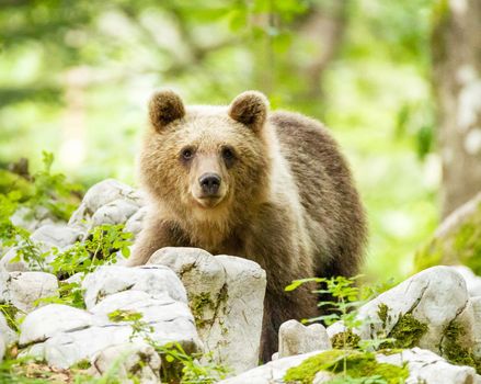Slovenia wildlife  Pictures Best wildlife tours in the world