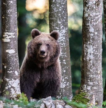 Slovenia wildlife  Pictures Best wildlife tours in the world