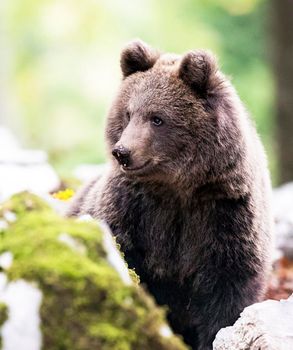 Slovenia wildlife  Pictures Best wildlife tours in the world