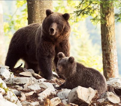 Slovenia wildlife  Pictures Best wildlife tours in the world