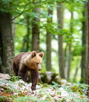 Slovenia wildlife  Pictures Best wildlife tours in the world