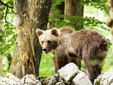 Slovenia wildlife  Pictures Best wildlife tours in the world