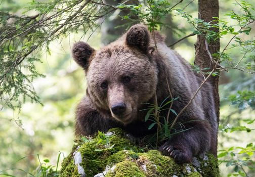 Slovenia wildlife  Pictures Best wildlife tours in the world