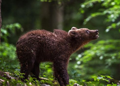 Slovenia wildlife  Pictures Best wildlife tours in the world