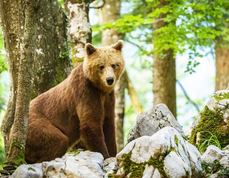 Slovenia wildlife  Pictures Best wildlife tours in the world