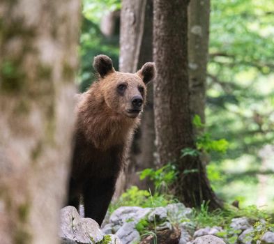 Slovenia wildlife  Pictures Best wildlife tours in the world