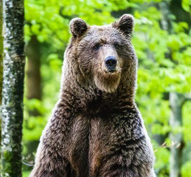 Slovenia wildlife  Pictures Best wildlife tours in the world